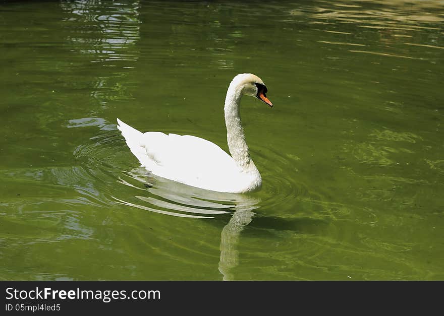 Swan swimming in a lake