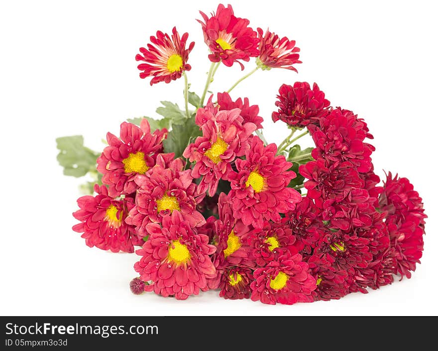 Flowers on a white background.