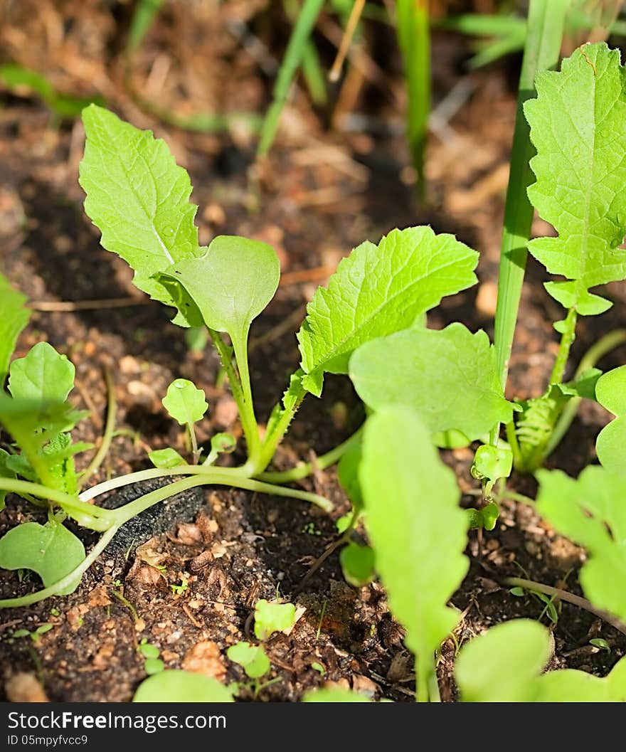 Organic Seedlings Emerge From Soil