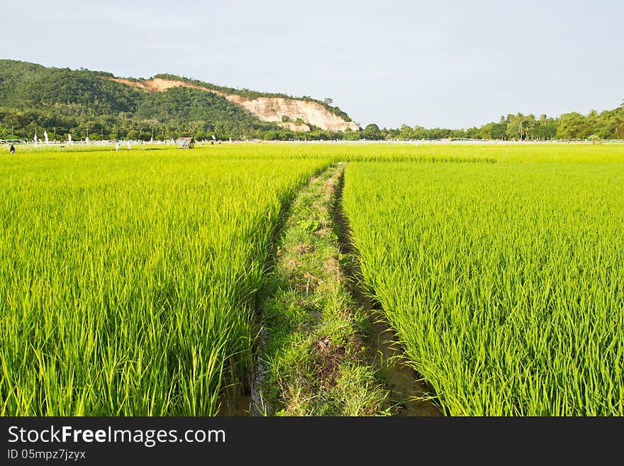 Walkway In Rice Field