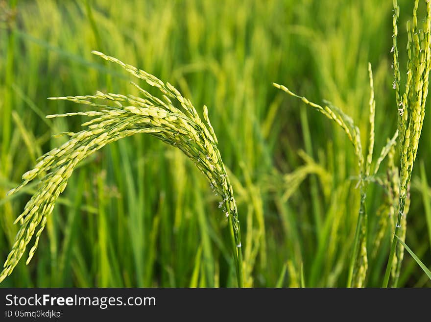 Paddy rice field close up