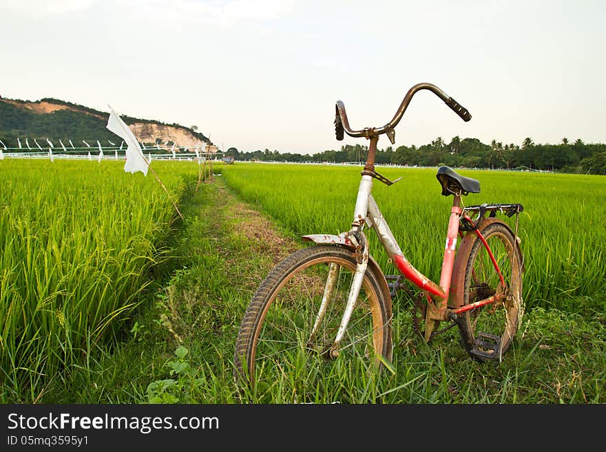 Old Bicycle With Paddy Field Background