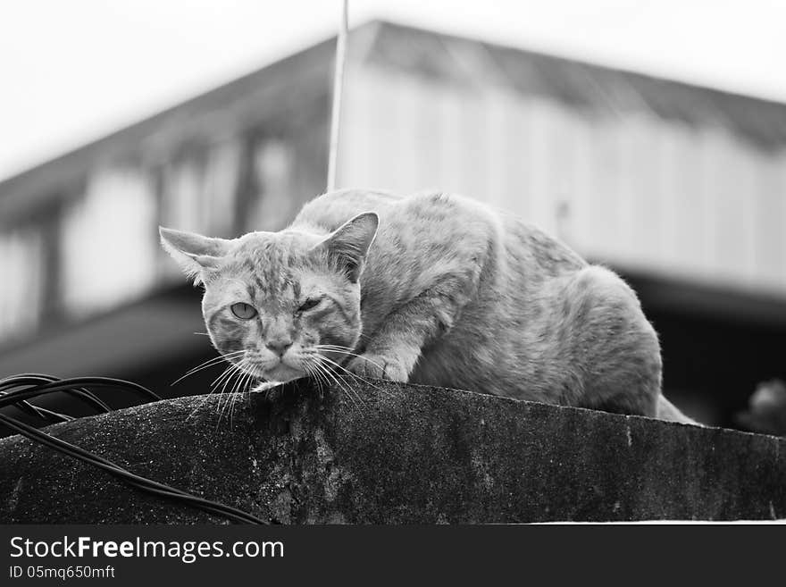 A cat is crouching on the wall. A cat is crouching on the wall