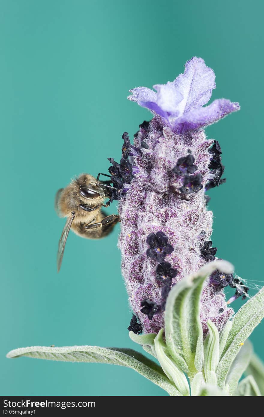 Bee Taking Off From A Flower