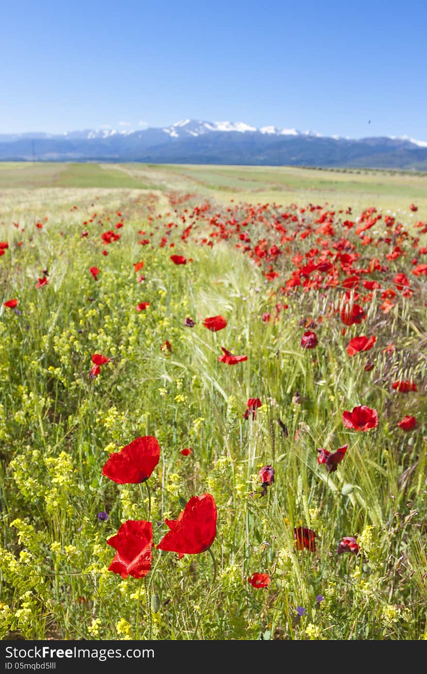 Field of poppies