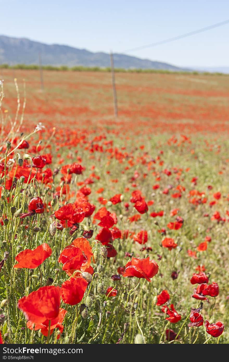 Field of poppies