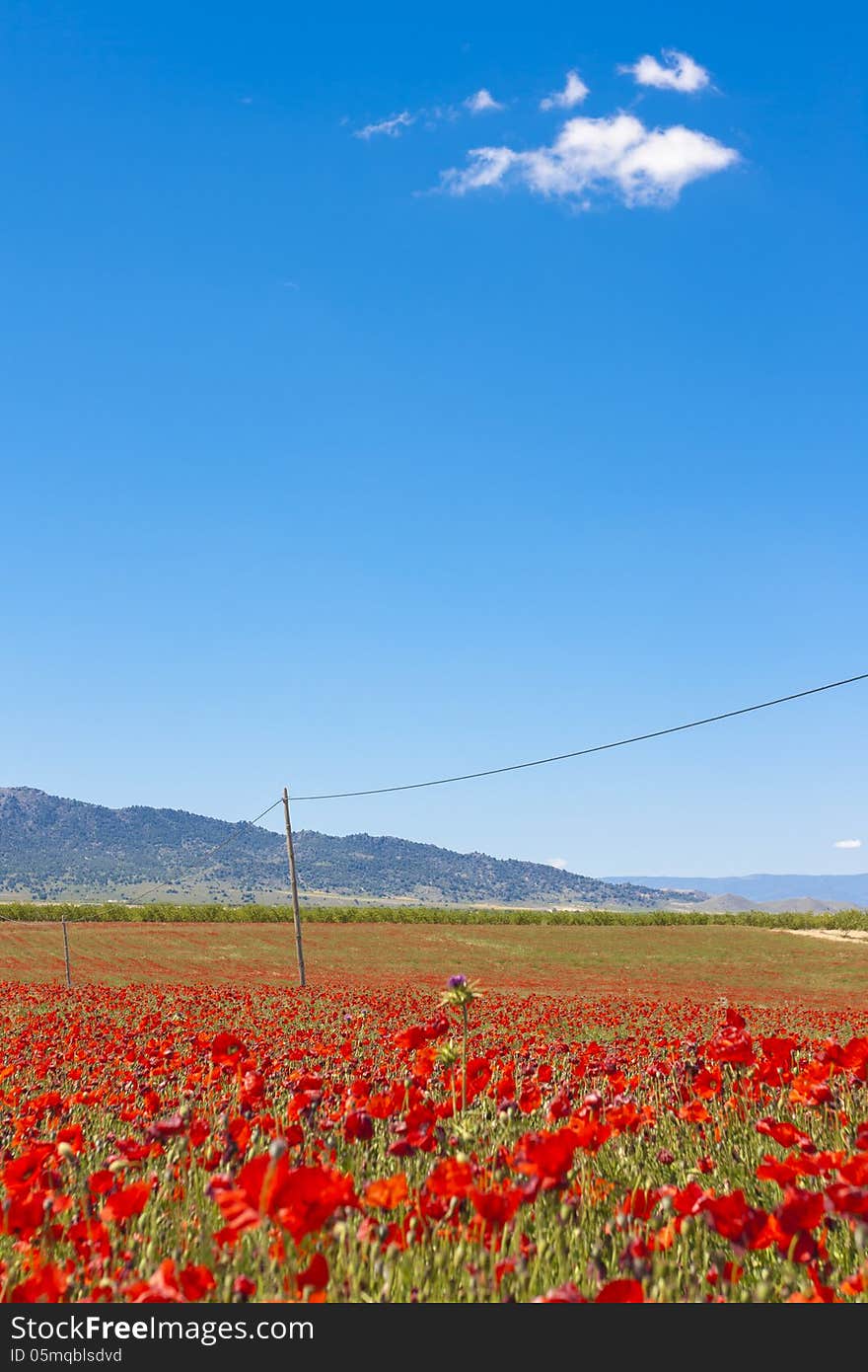 Field of poppies