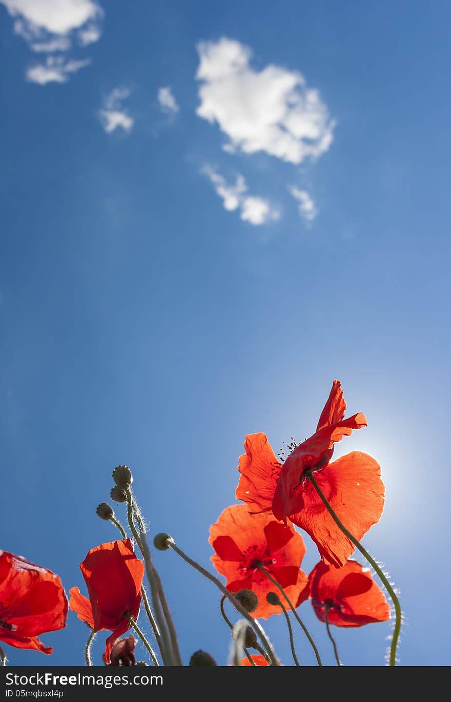 Angle Shot Of Poppies