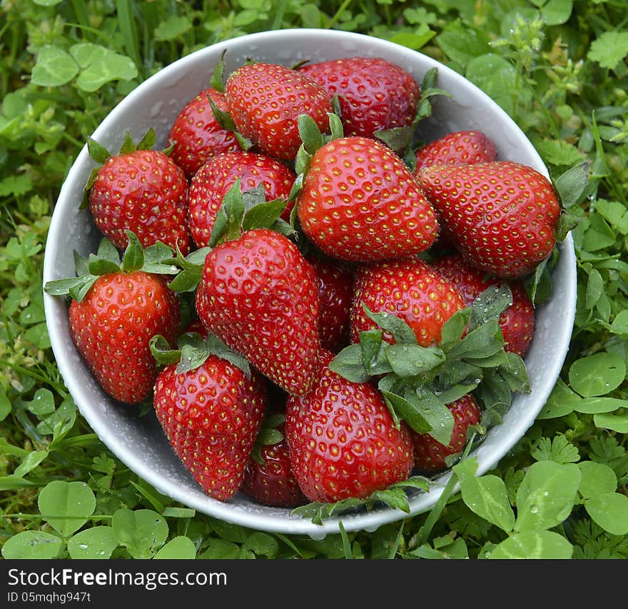 Strawberries in a bowl on a green grass