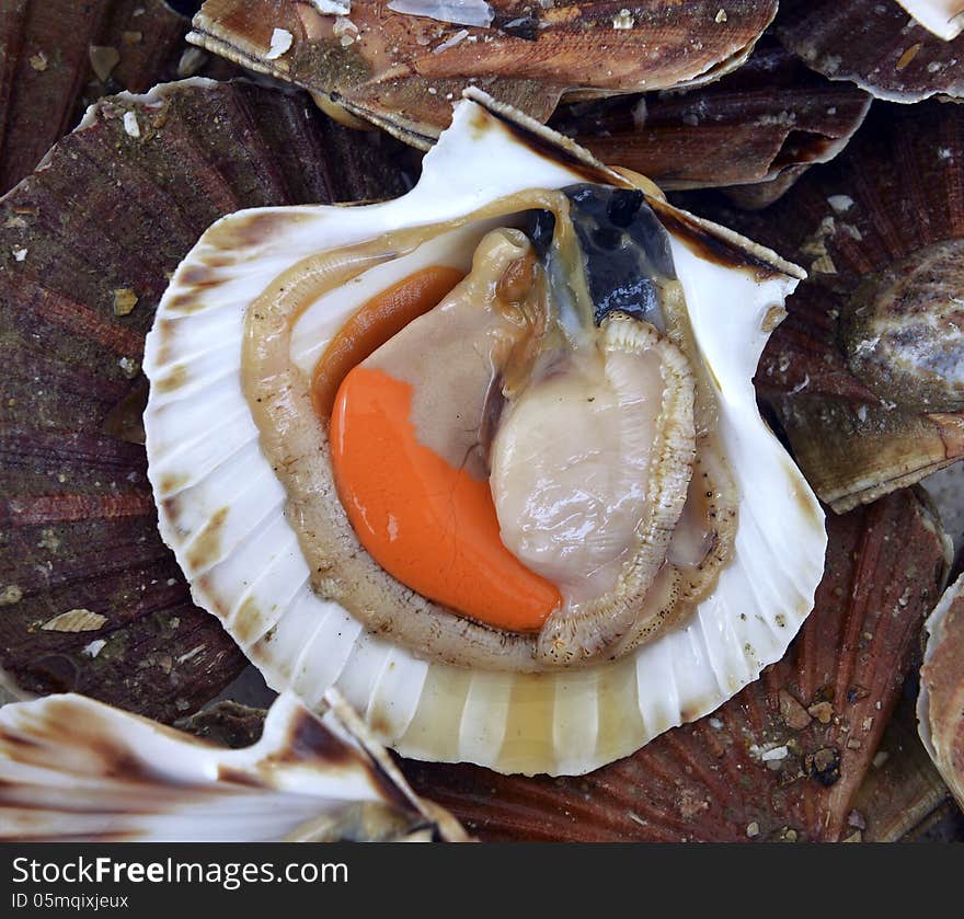 Big scallops in the shell