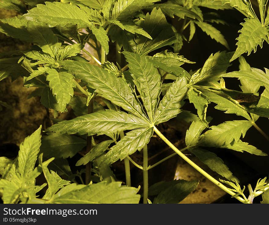 Young cannabis plants in garden