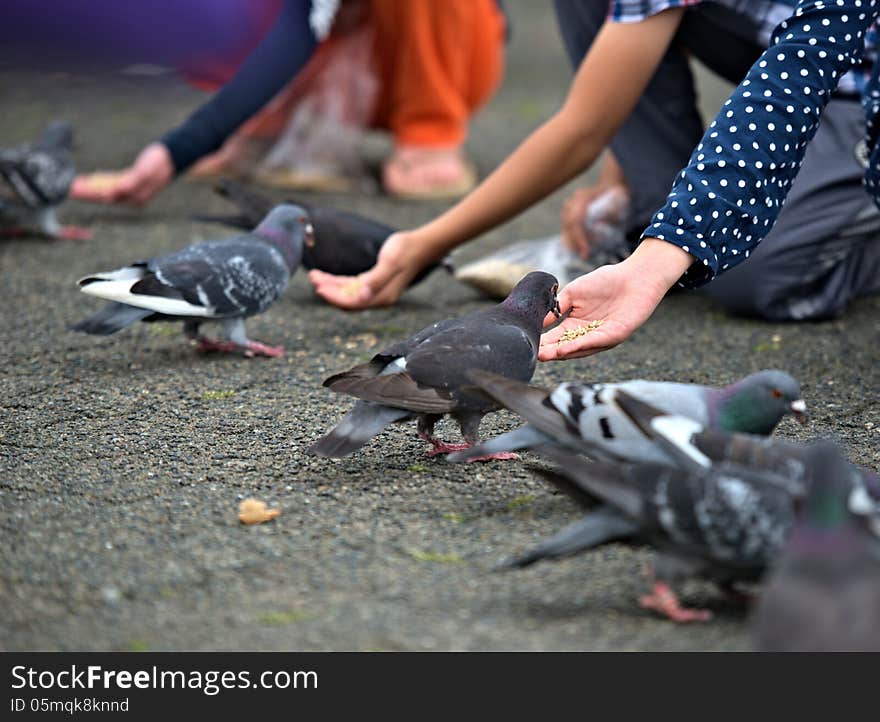 Feeding