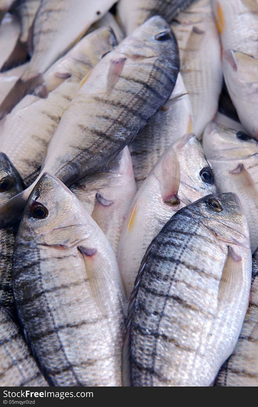 Grouper fish in shop on the counter