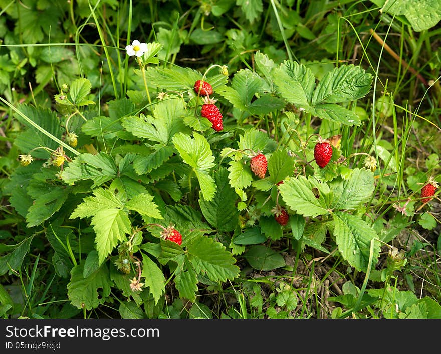 Fresh Red Strawberries