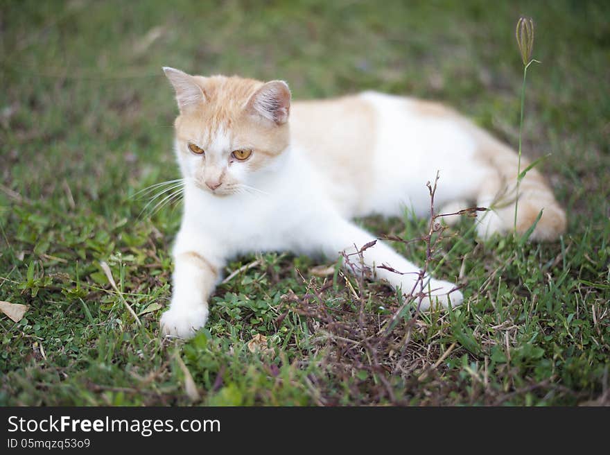 A cat lying down in the garden