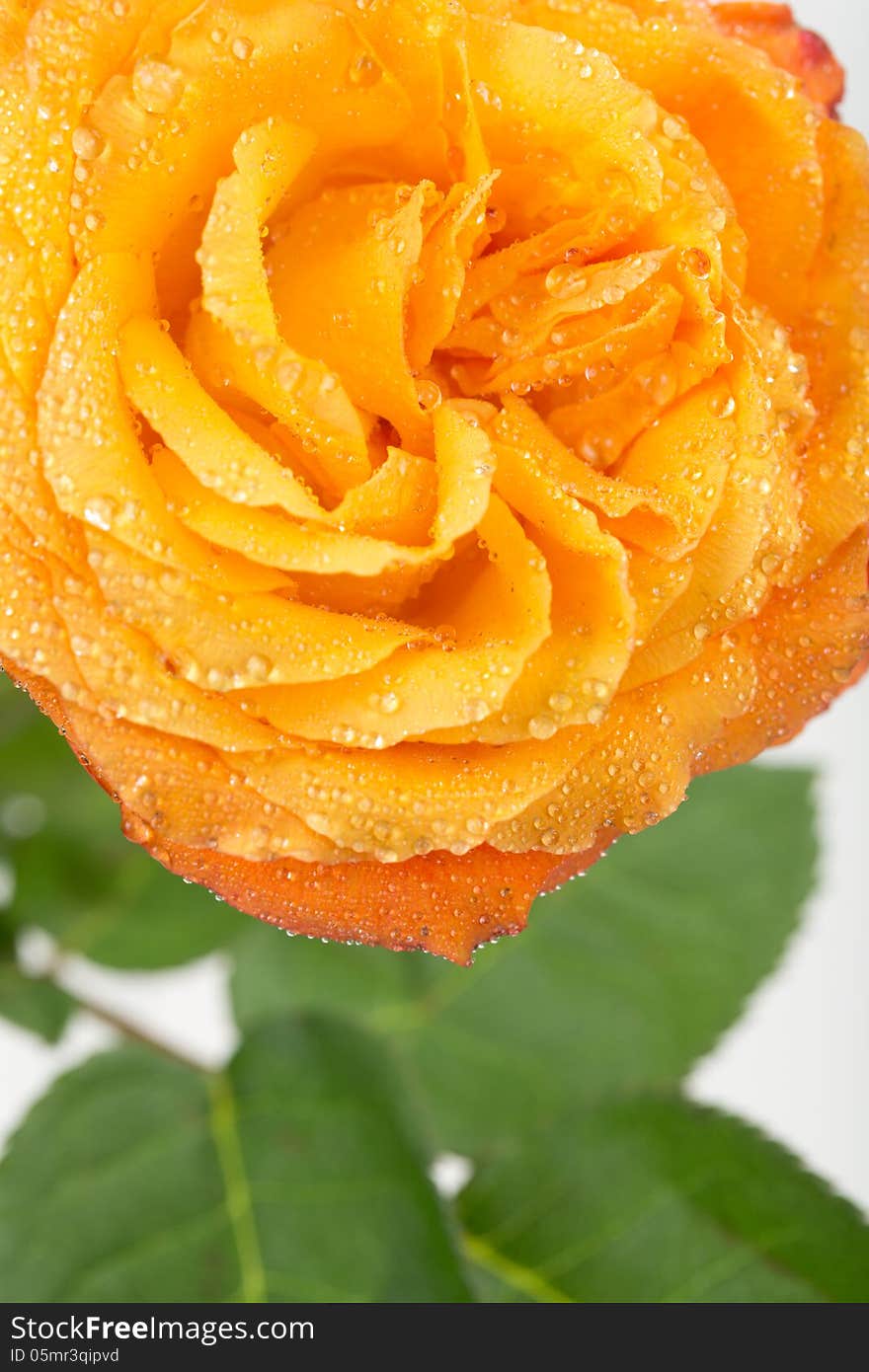 Yellow Rose Close-up