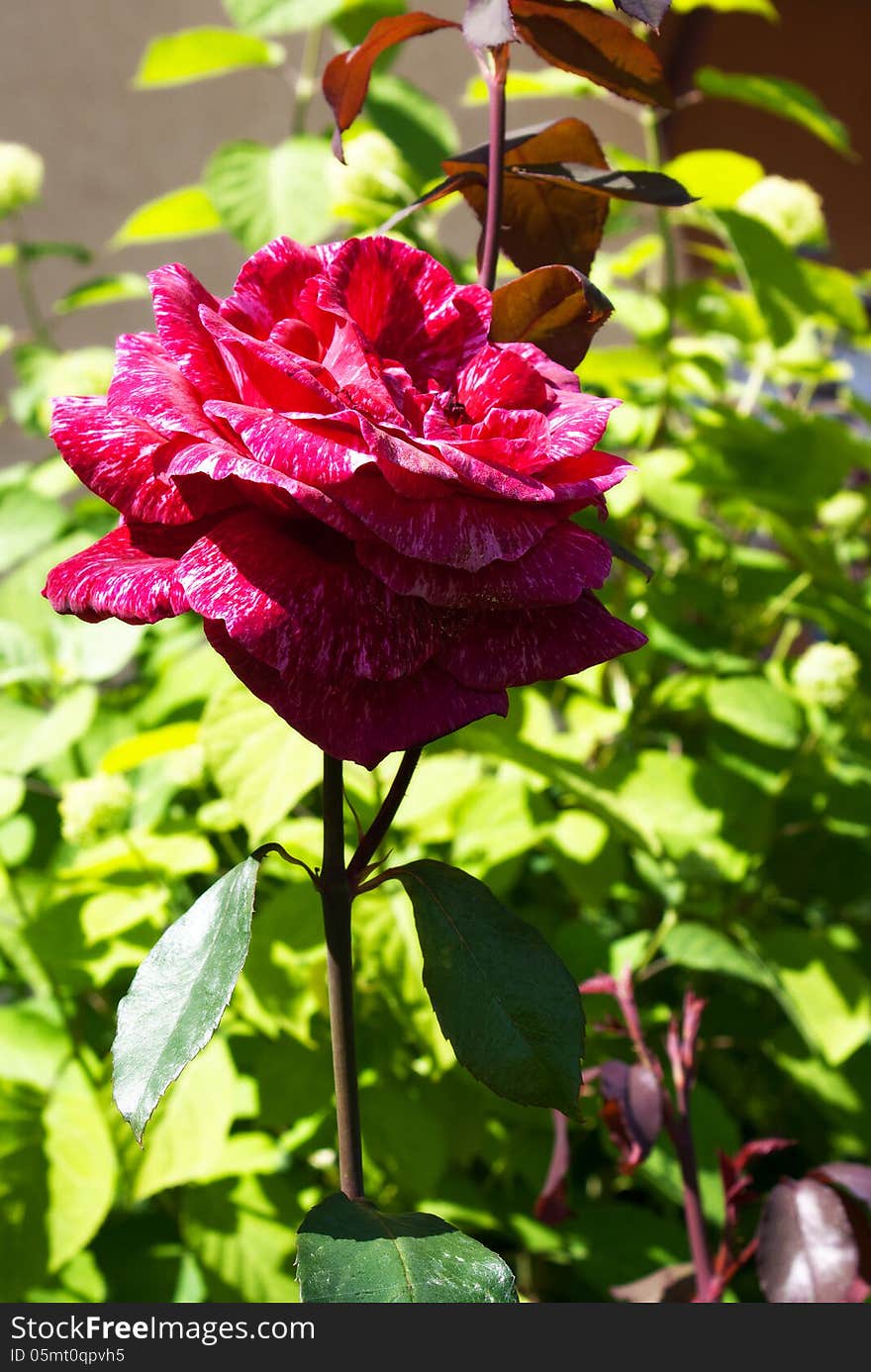 Red rose in the garden on sunny summer day