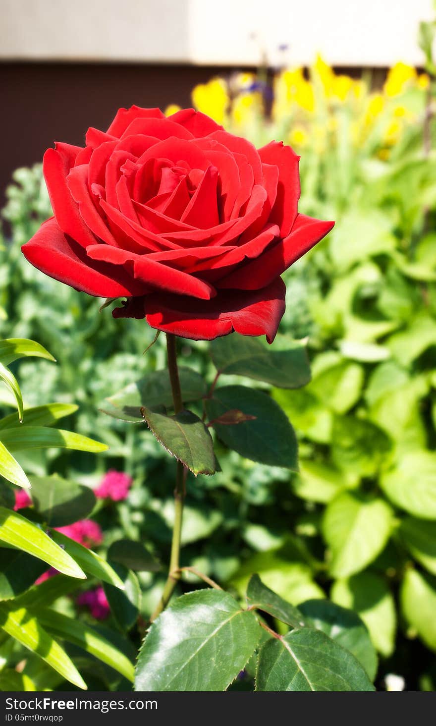 Burgundy Rose In The Garden