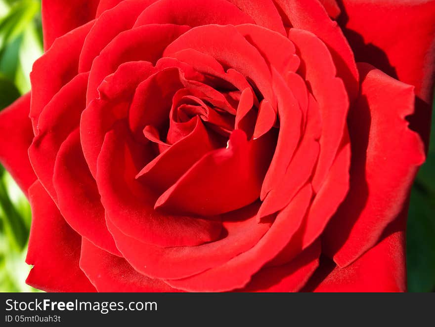 Burgundy Rose In The Garden Closeup