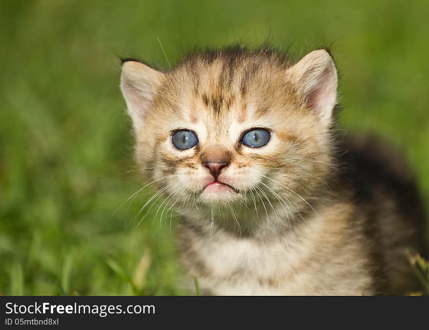 Kitten on the green grass. Kitten on the green grass