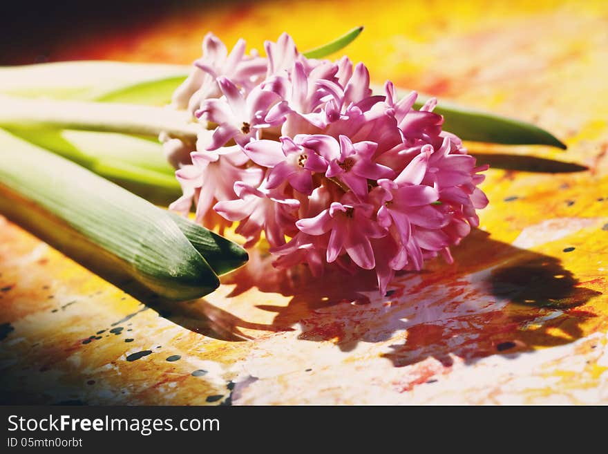 Pink hyacinth flowers