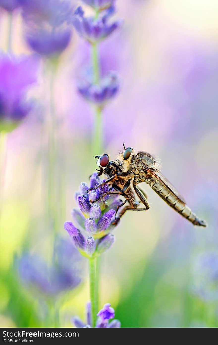 Robber fly with victim between the lavender flowers.