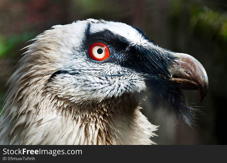 Beard Vulture Closeup