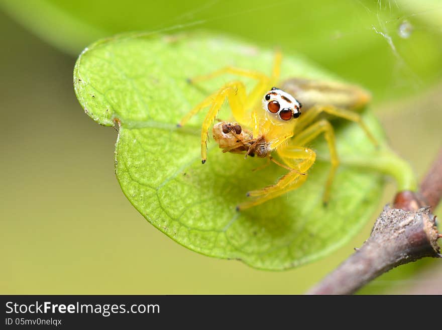 Jumping Spider Up Side Down Spider and The Pacemakers strange.