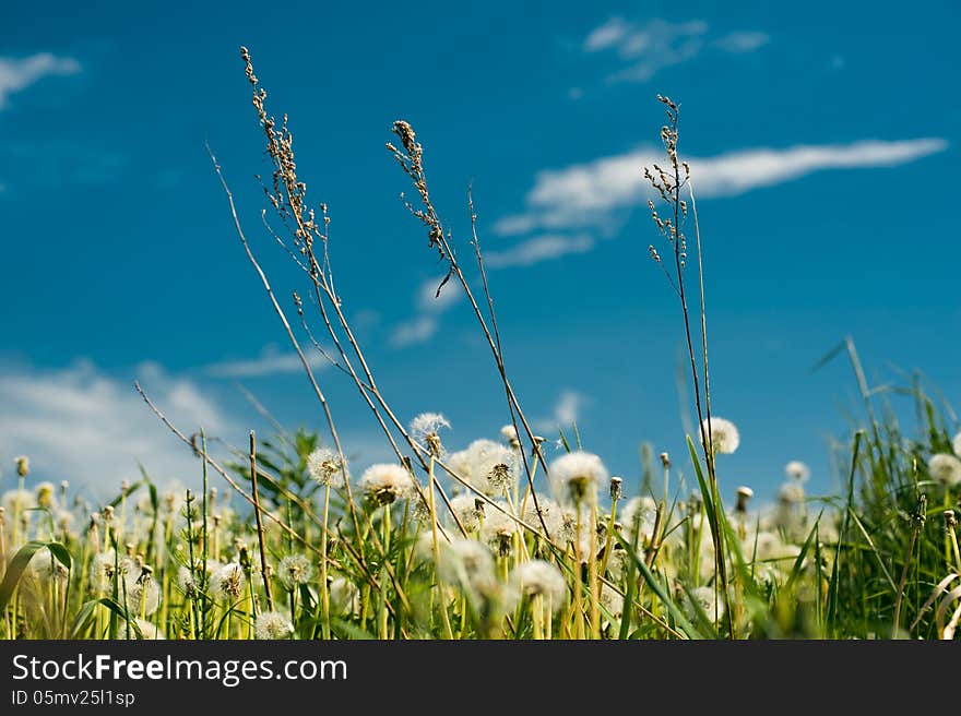 Field with dandelions and a high grass against the sky