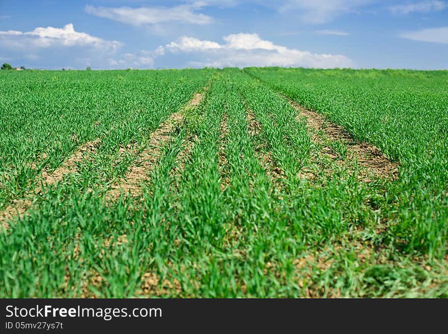 Farmland