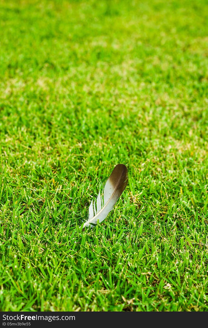 Feather on green grass background. Feather on green grass background