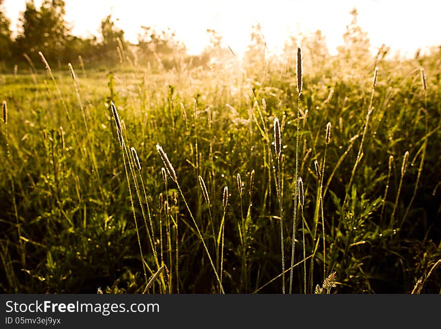 Sunset in the field