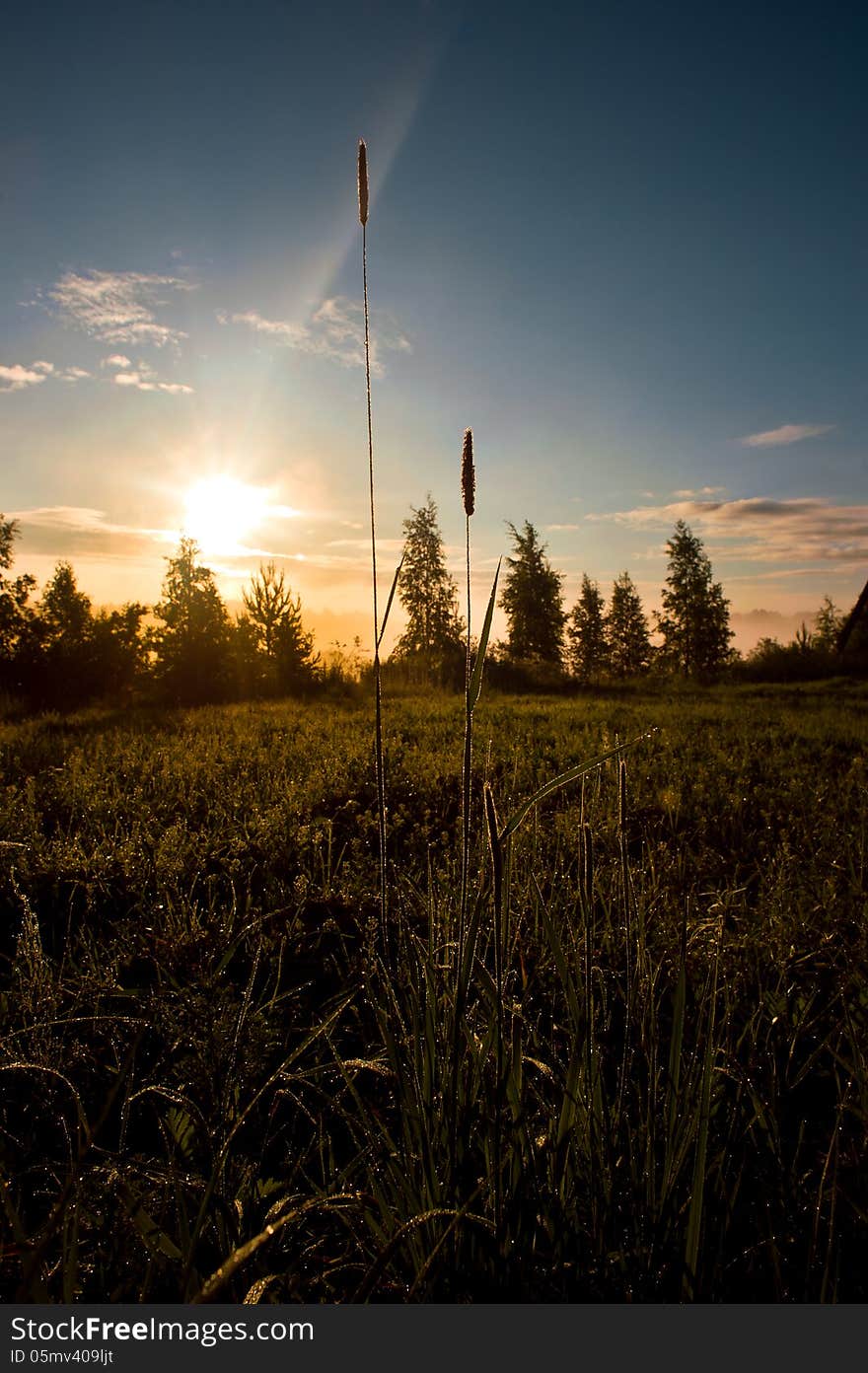 Sunrise in the field