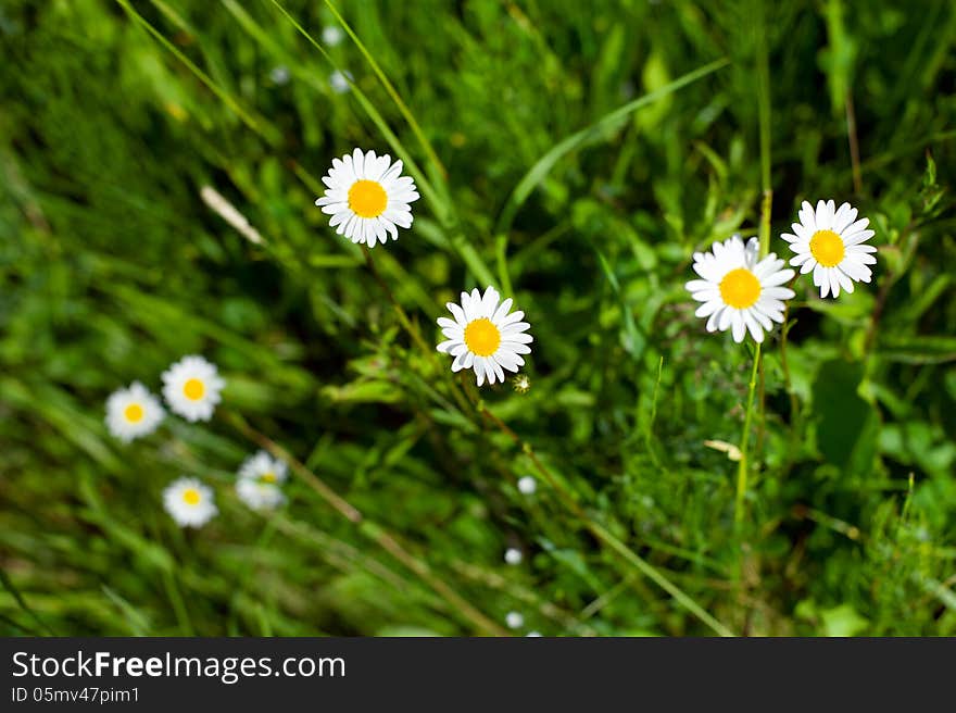 White camomiles on a meadow