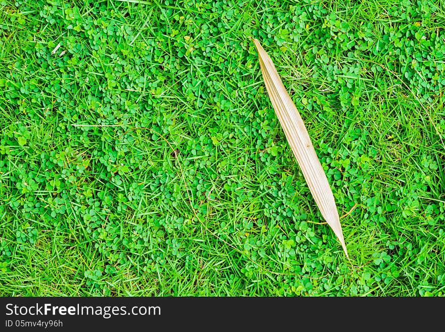 Dry leaf of bamboo on green grass background. Dry leaf of bamboo on green grass background