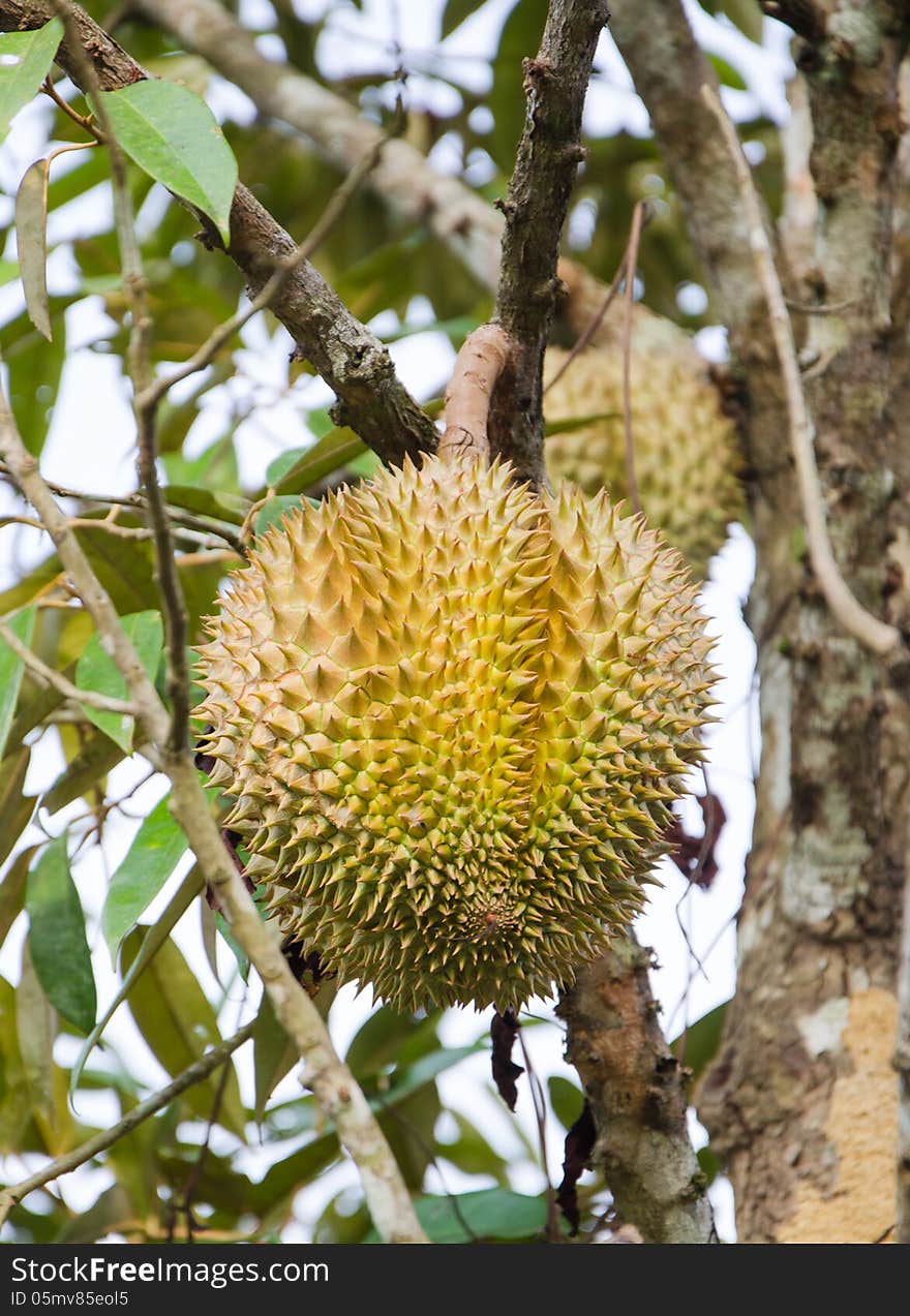 Durian On The Tree