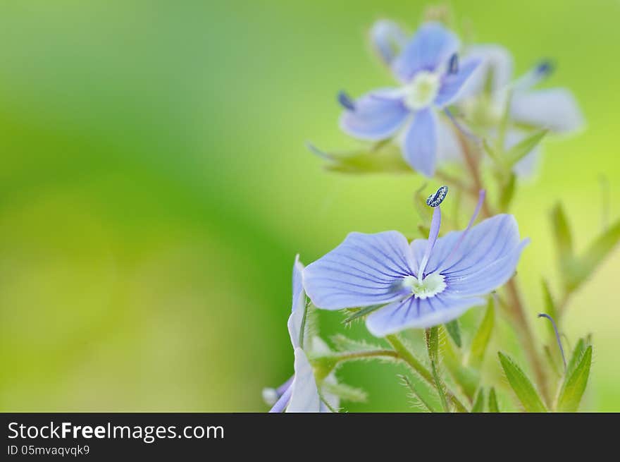 Beautiful blue flowers background - Macro with copy space. Beautiful blue flowers background - Macro with copy space