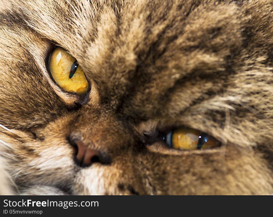 Persian cat portrait (small depth of sharpness). Persian cat portrait (small depth of sharpness)