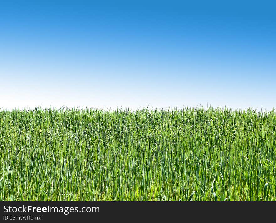 A green wheat field