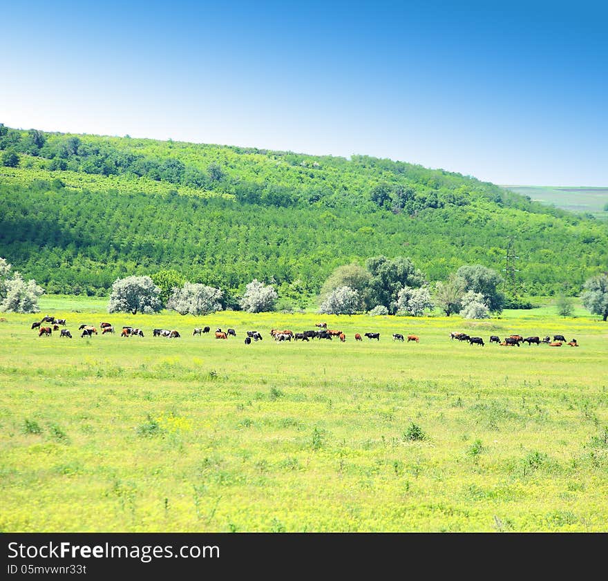 Herd of cows grazing on a meadow against a green hill. Herd of cows grazing on a meadow against a green hill.