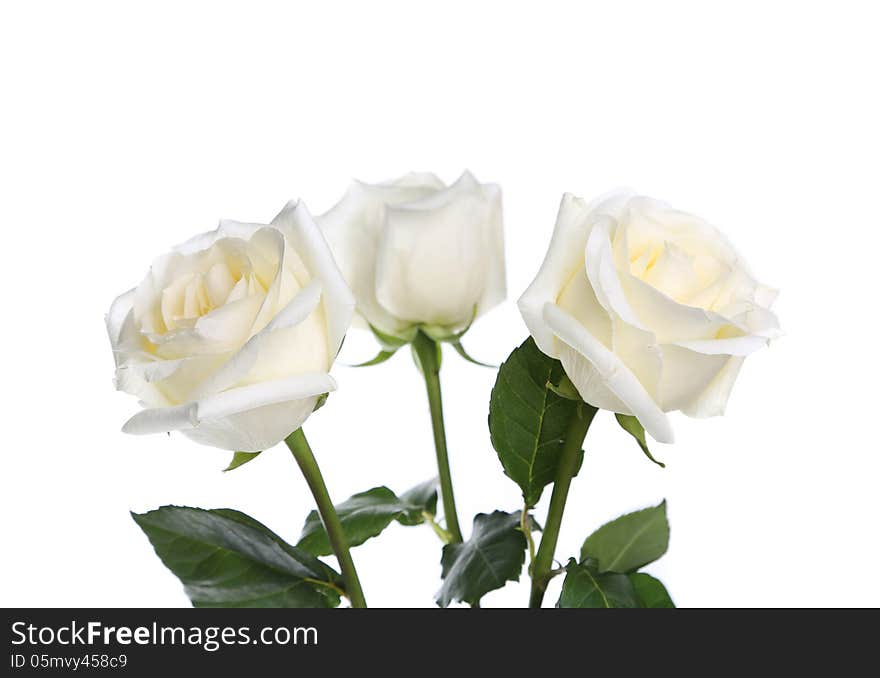 Three roses close-up on a white background