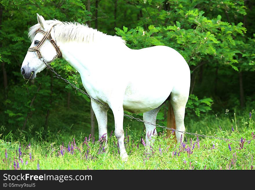 Horse is located on the field near forest. Horse is located on the field near forest