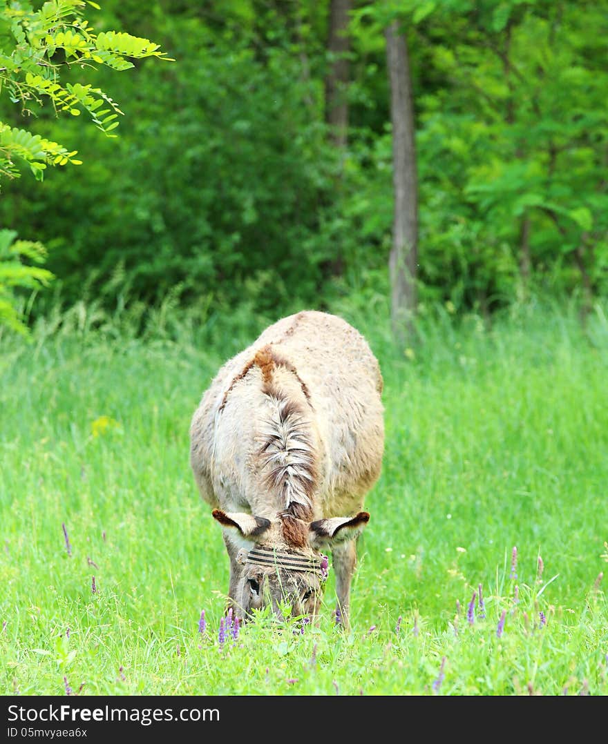 Donkey is located on the field near forest