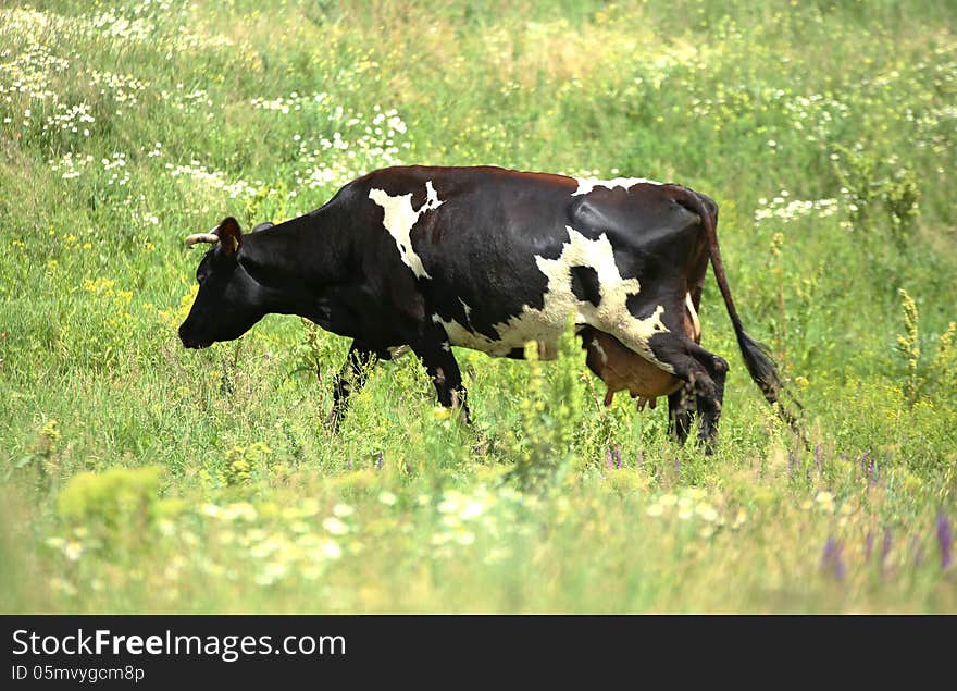 Black-white cow eats grass on the green field.