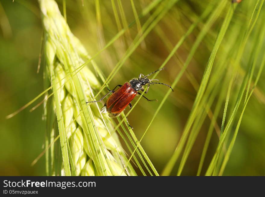 Beetle on a spike in a wheat field