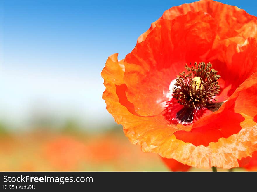 Poppy close-up