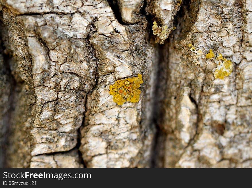 Willow bark close-up as a background