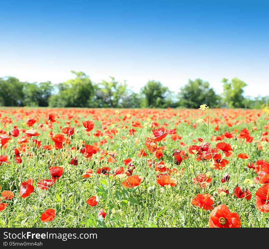 Poppy flowers against the blue sky and trees sa a background