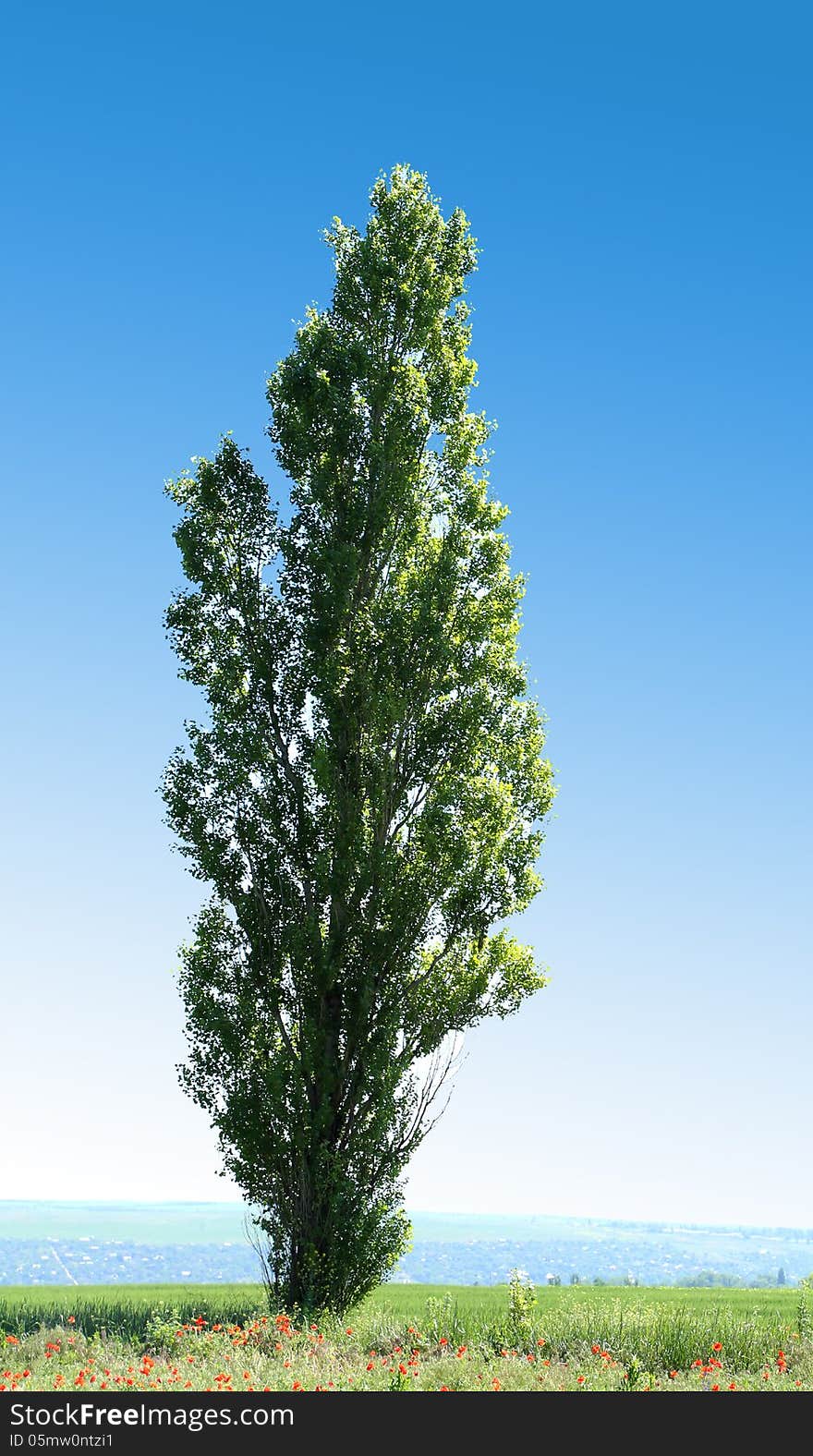 Lombardi Poplar