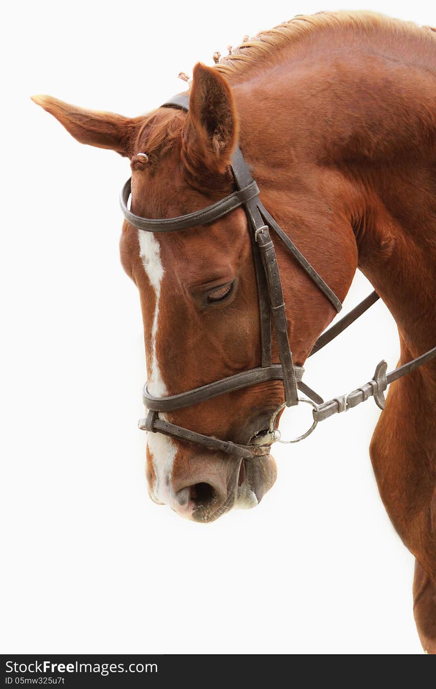 Portrait of arabian stallion (details)